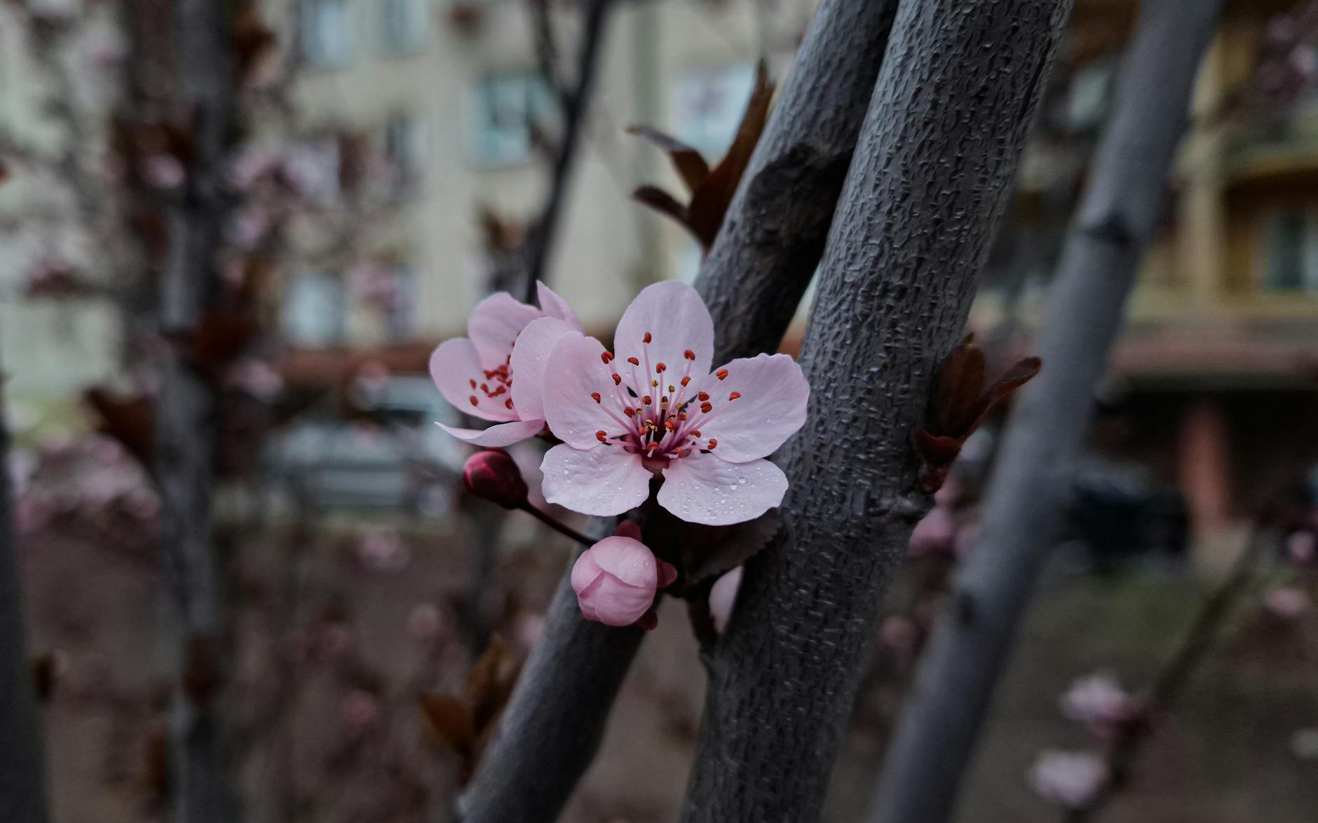 Już za tydzień: Kwitnienie wiśni w Suskiej Dolinie!